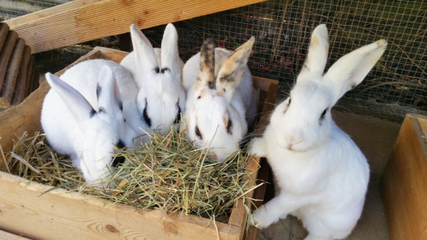 Kaninchen-Betreuung · Uns schmeckst Mobile Tierbetreuung mit Herz · Kaninchenbetreuung