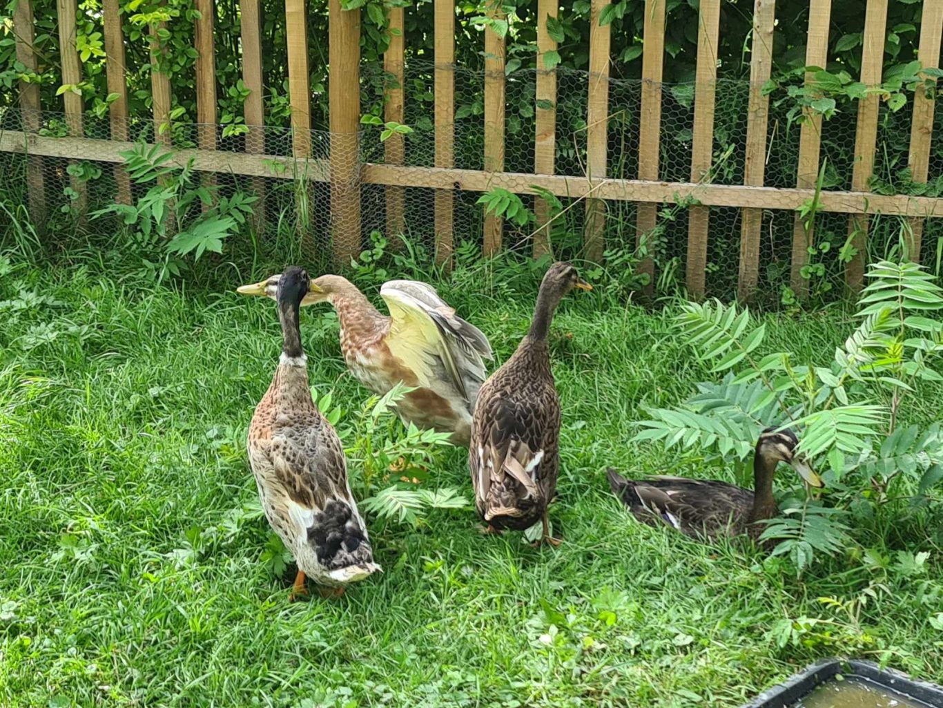 Betreuung von Laufenten Mobile Tierbetreuung mit Herz · Betreuung von Laufenten