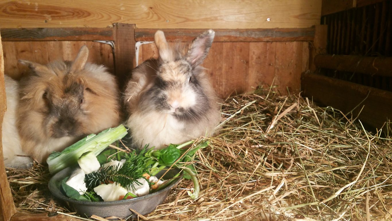 Kaninchen-Betreuung · Es ist angerichtet Mobile Tierbetreuung mit Herz · Kaninchenbetreuung