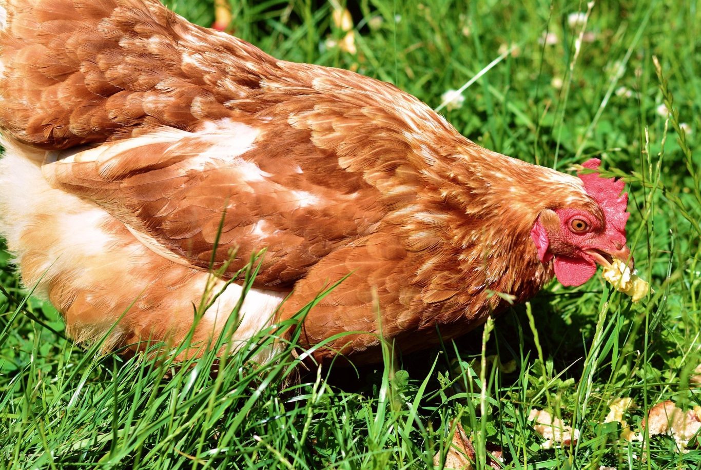 Betreuung von Hühner - Hab's erwischt, meins Mobile Tierbetreuung mit Herz · Betreuung von Hühner