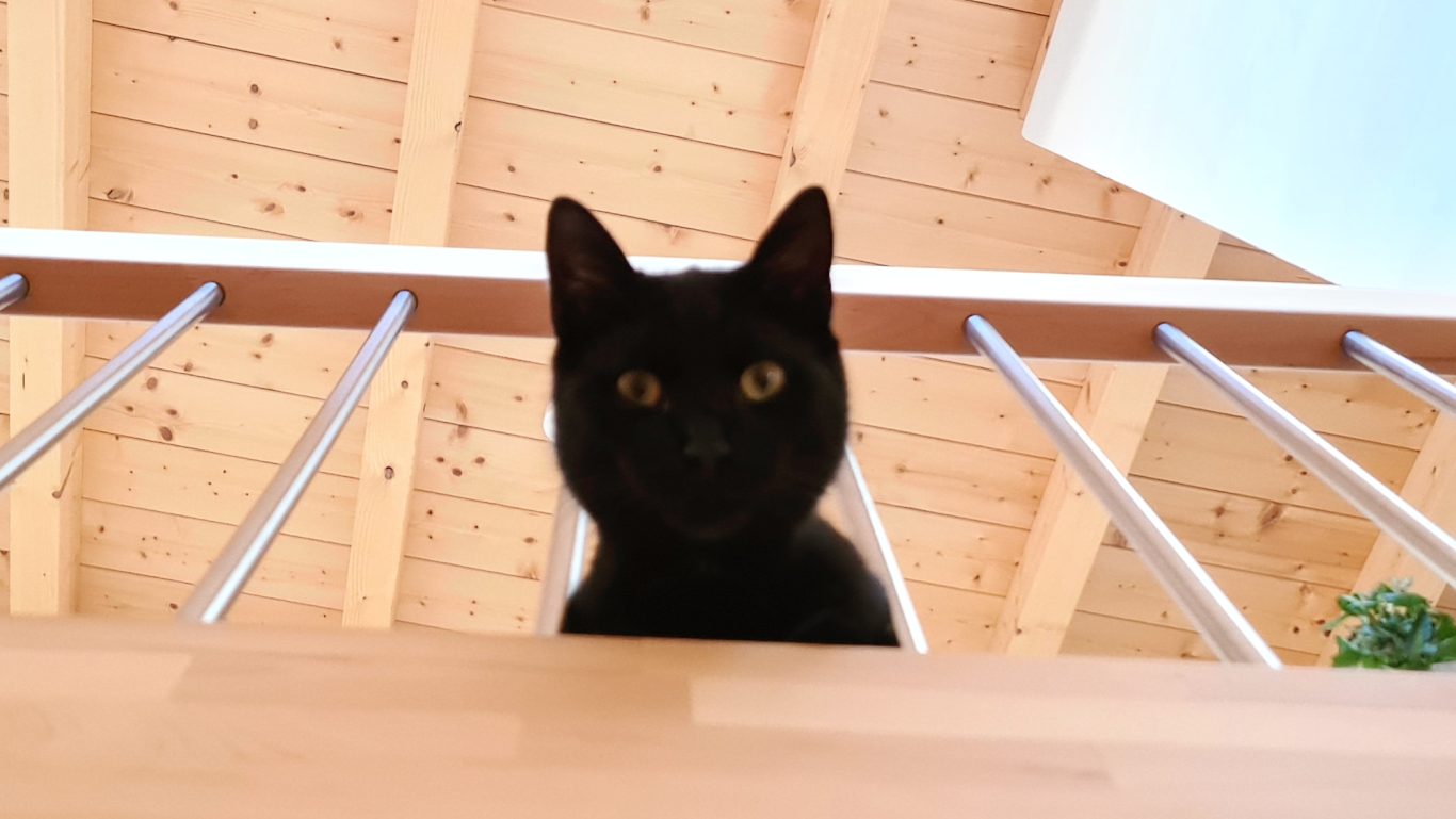 Katzenbetreuung · Ich habe den Überblick 🧐 Mobile Tierbetreuung mit Herz · Katzenbetreuung