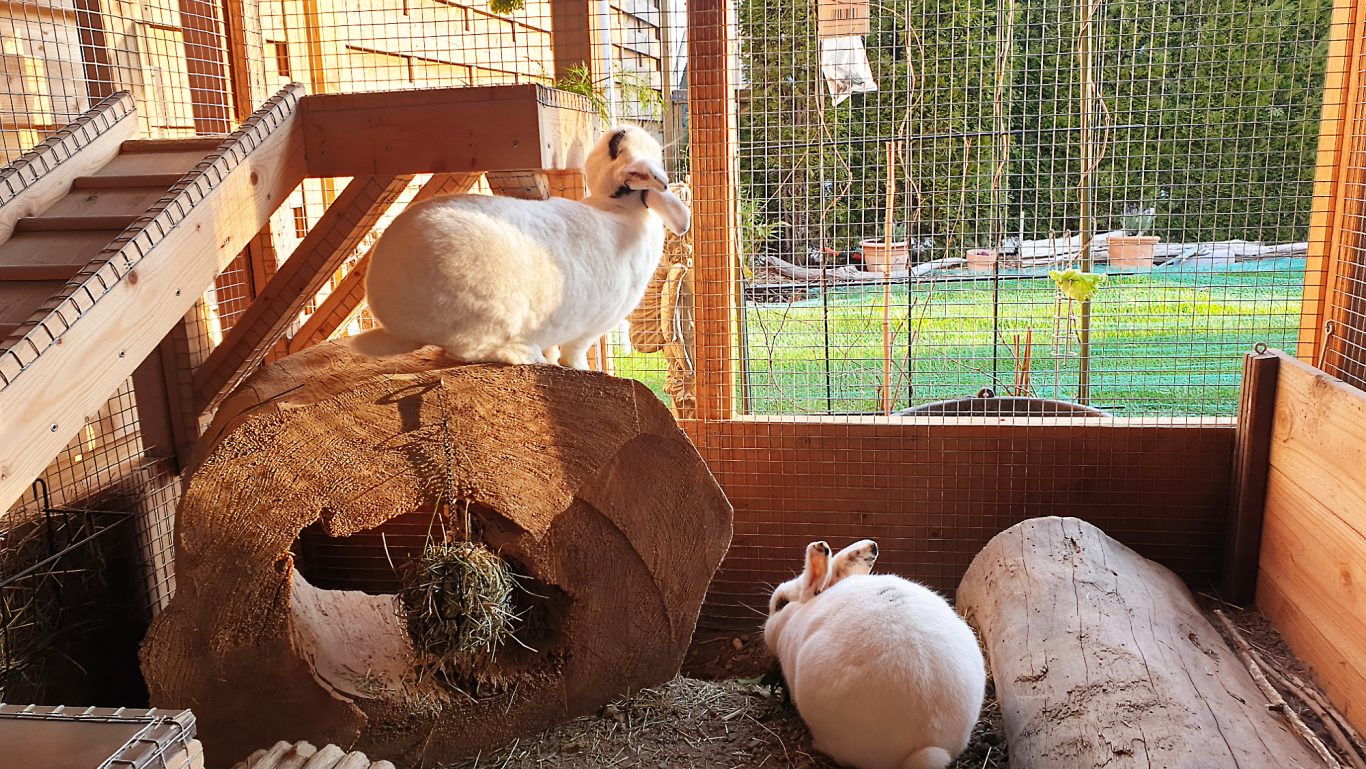 Kaninchen-Betreuung · Ein wunderschöner Tag Mobile Tierbetreuung mit Herz · Kaninchenbetreuung