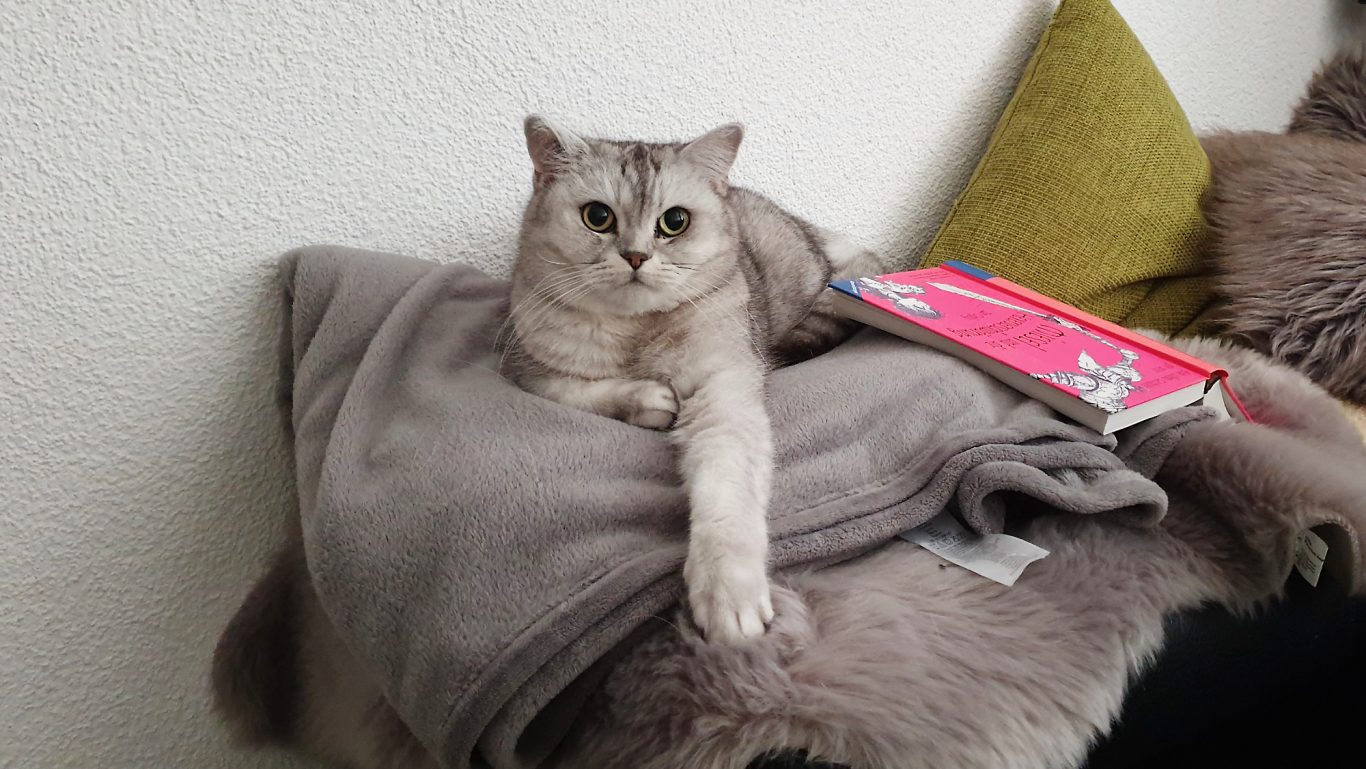 Katzenbetreuung · Im Chill-Modus Mobile Tierbetreuung mit Herz · Katzenbetreuung