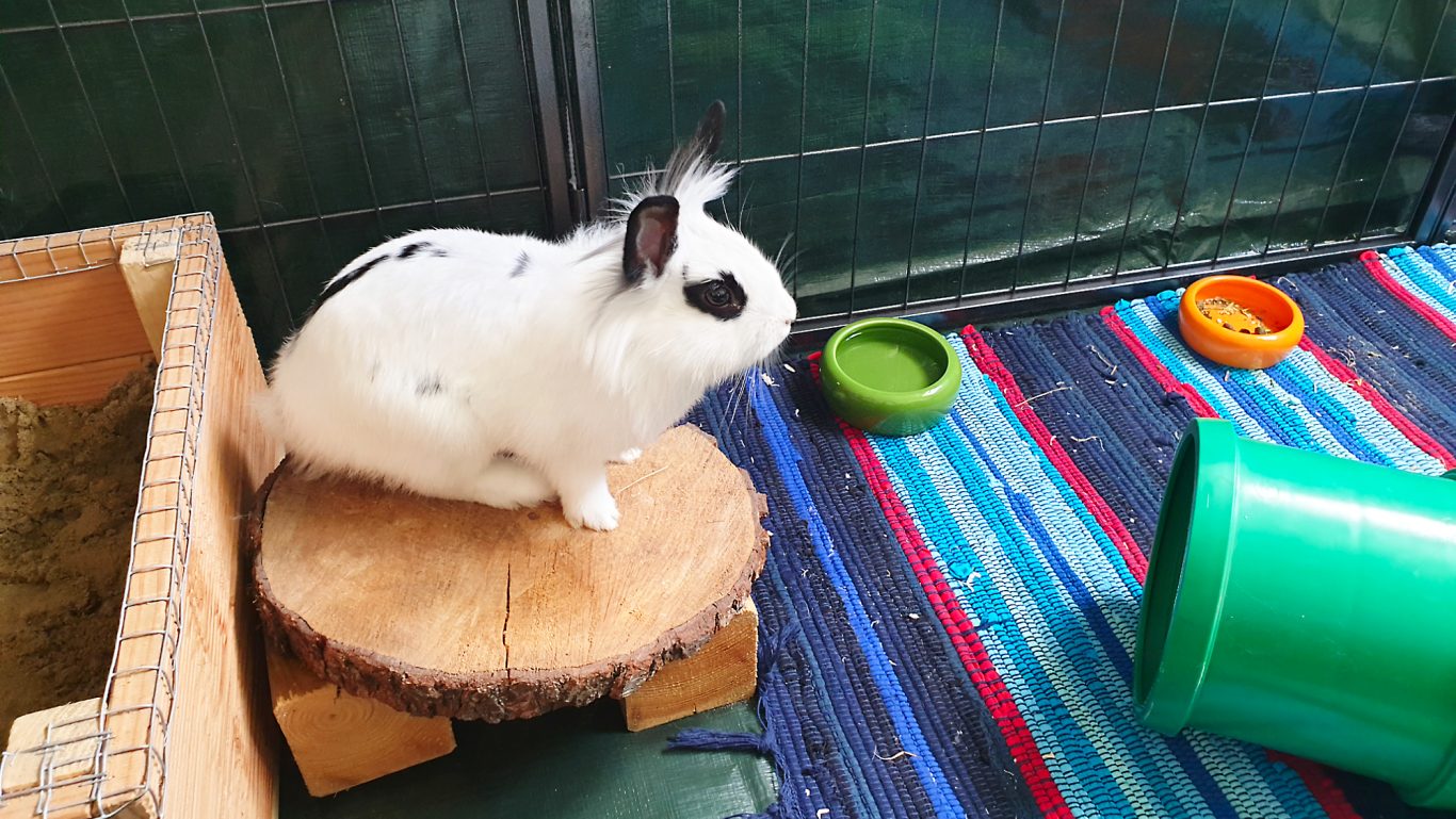 Kaninchen-Betreuung · Fertig mit Sandeln Mobile Tierbetreuung mit Herz · Kaninchenbetreuung