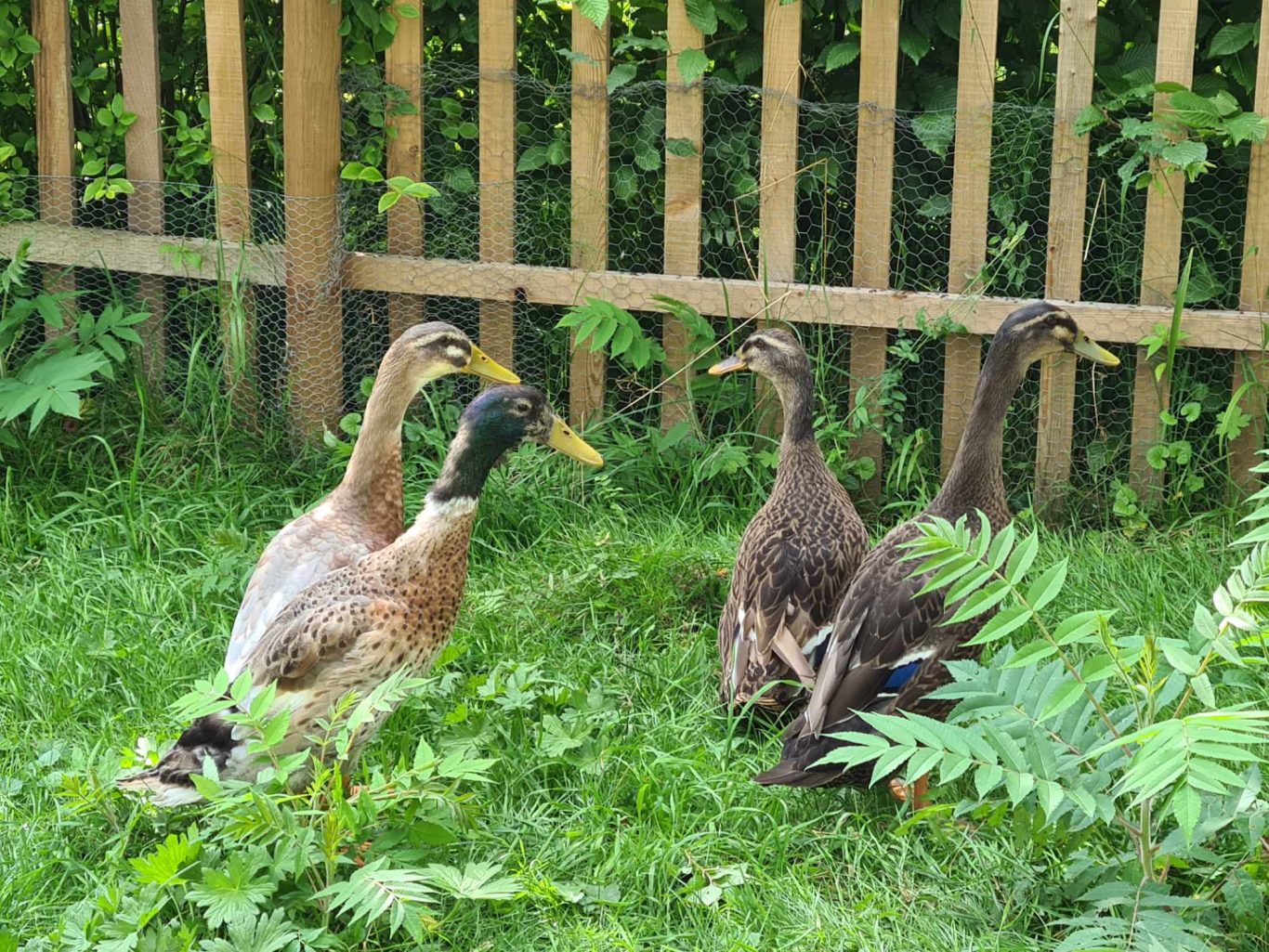 Betreuung von Laufenten Mobile Tierbetreuung mit Herz · Betreuung von Laufenten