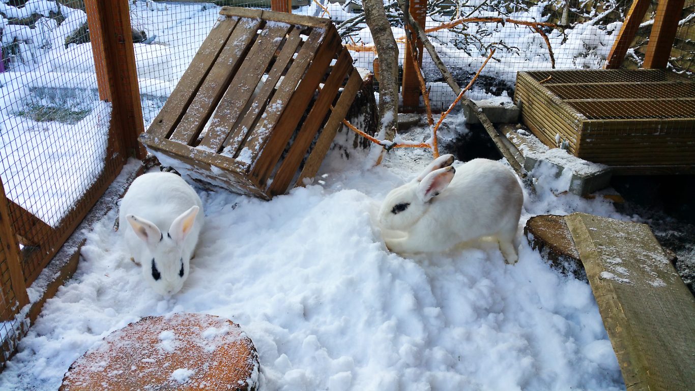 Kaninchen-Betreuung · Immer dieser Schnee Mobile Tierbetreuung mit Herz · Kaninchenbetreuung