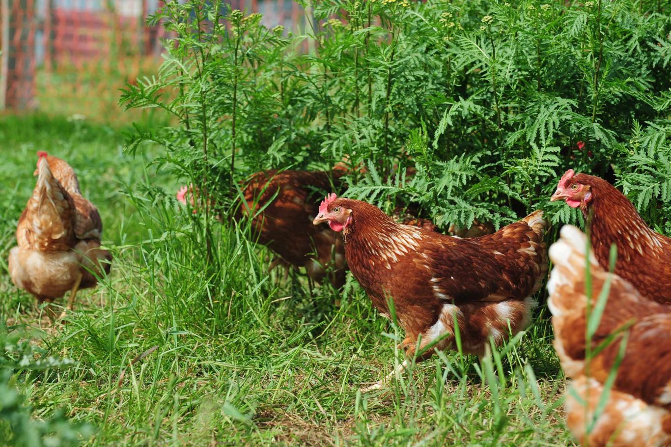 Betreuung von Hühner Mobile Tierbetreuung mit Herz · Betreuung von Hühner