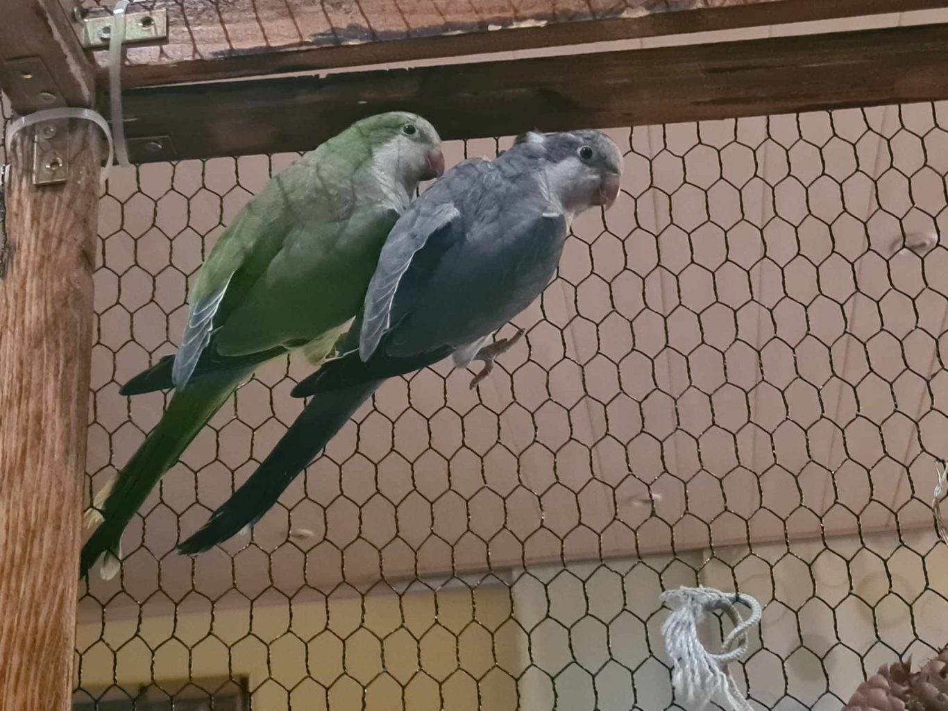 Betreuung von Mönchsittiche Mobile Tierbetreuung mit Herz · Betreuung von Mönchsittiche