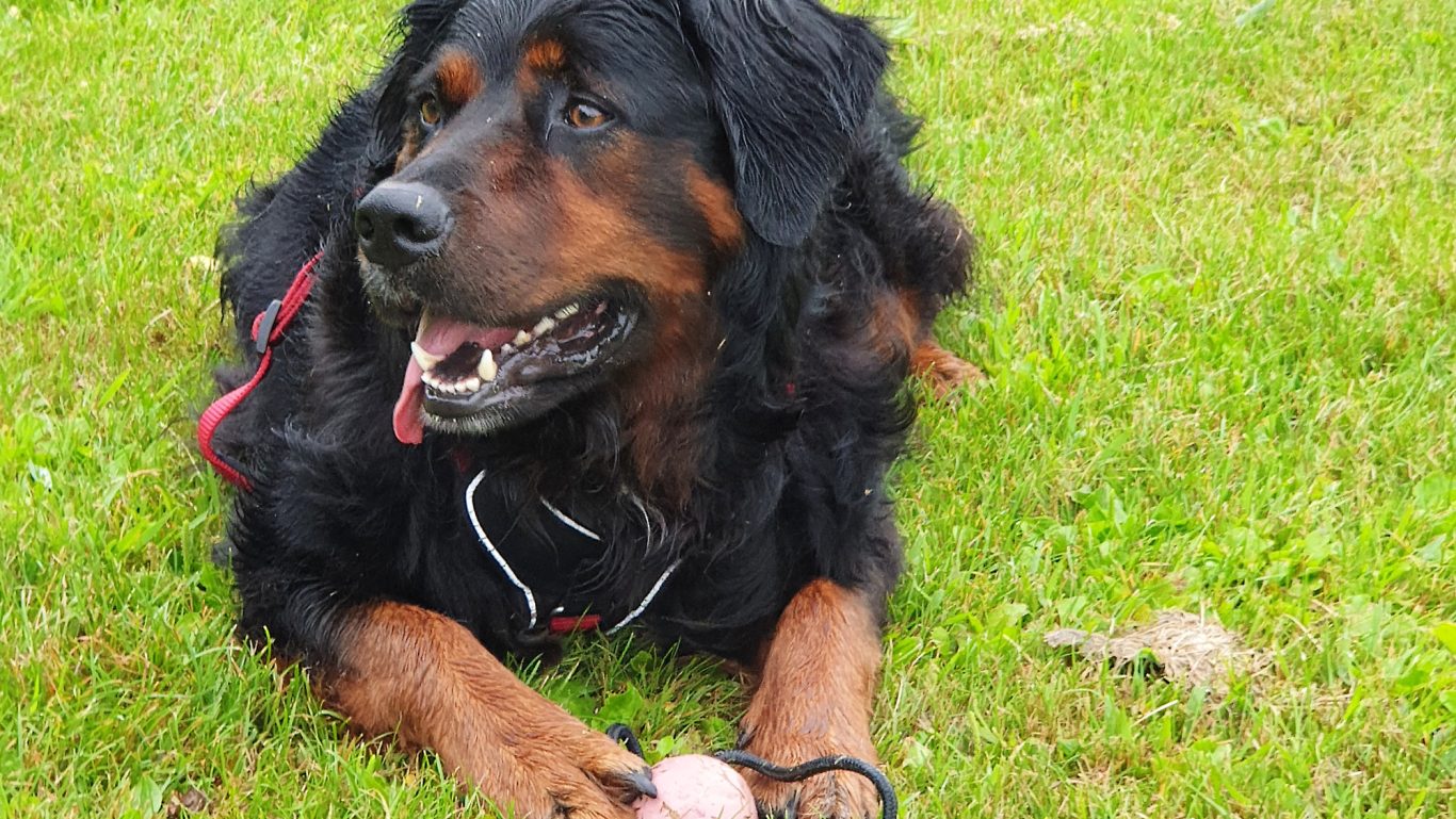 Gassi-Service · Kurze Verschnaufpause Sandra Kouba · Mobile Tierbetreuung mit Herz · Gassi-Service