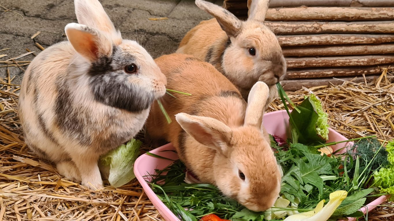 Kaninchen Kaninchen