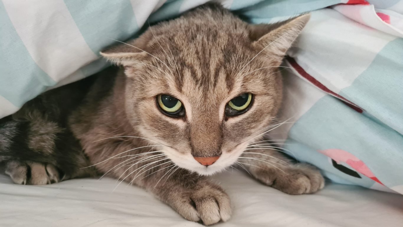 Katze Katze