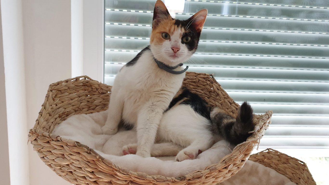Katzenbetreuung · Wer kommt denn da? Mobile Tierbetreuung mit Herz · Katzenbetreuung