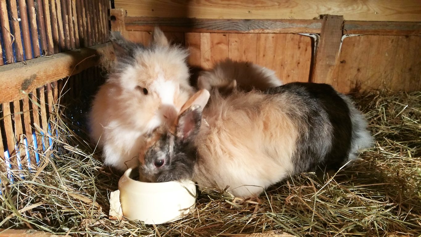 Kaninchen-Betreuung · Mobile Tierbetreuung mit Herz · Kaninchenbetreuung
