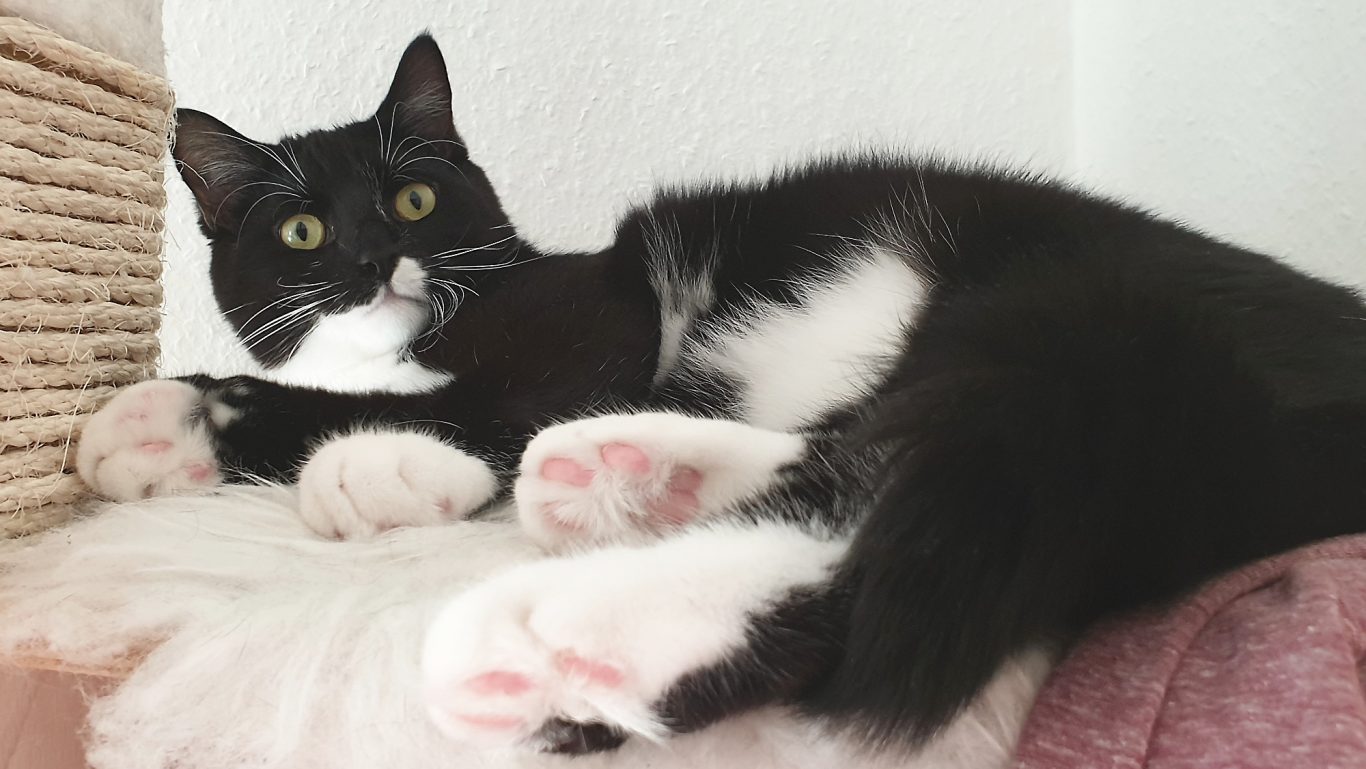 Katzenbetreuung · Bitte nicht stören! Mobile Tierbetreuung mit Herz · Katzenbetreuung