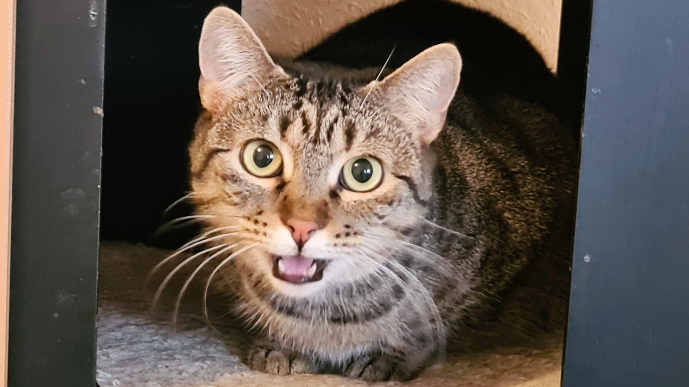 Katzenbetreuung · Leckerli in Sicht Mobile Tierbetreuung mit Herz · Katzenbetreuung