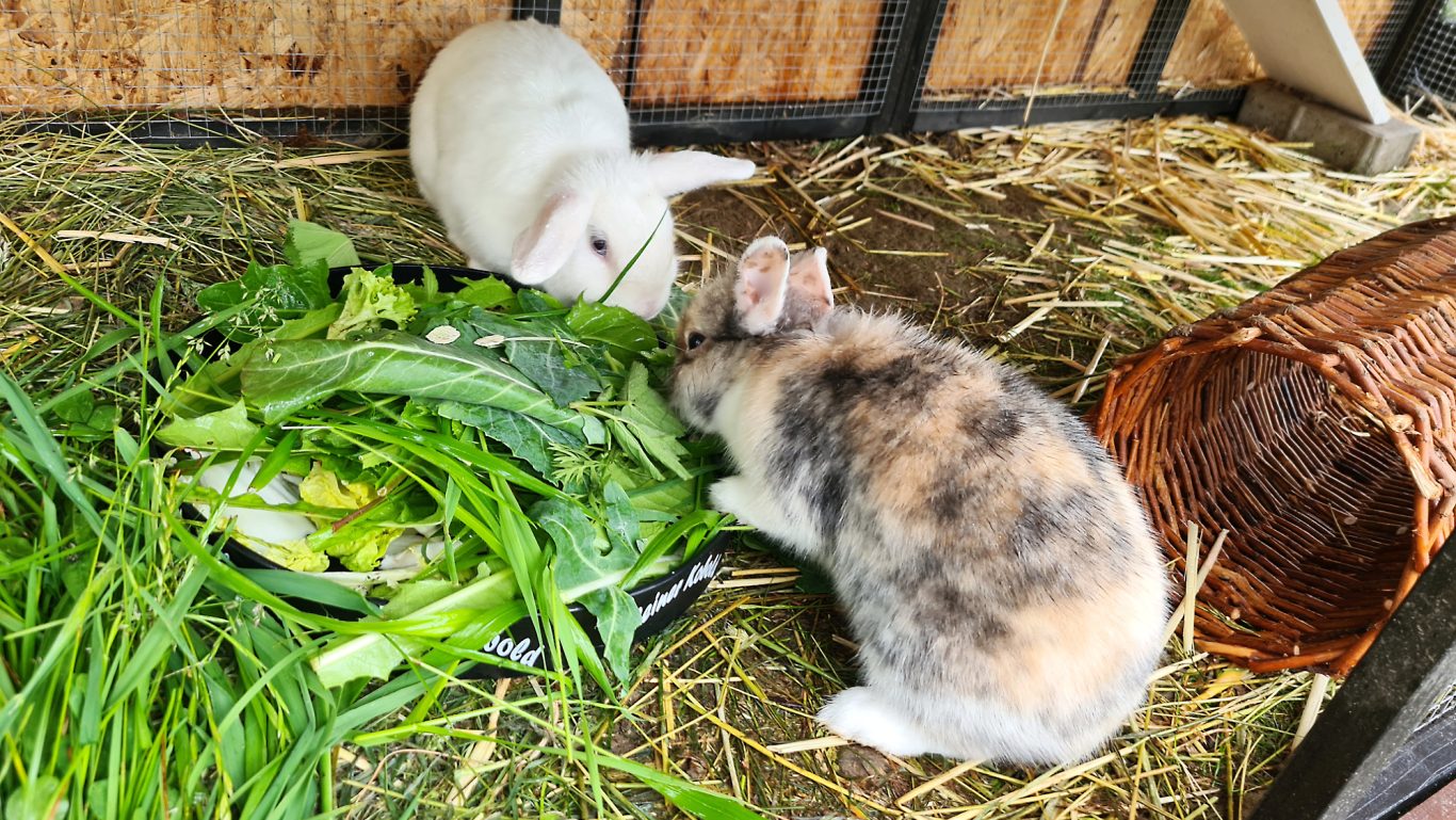 Kaninchen-Betreuung · Lecker Frühstück Mobile Tierbetreuung mit Herz · Kaninchenbetreuung
