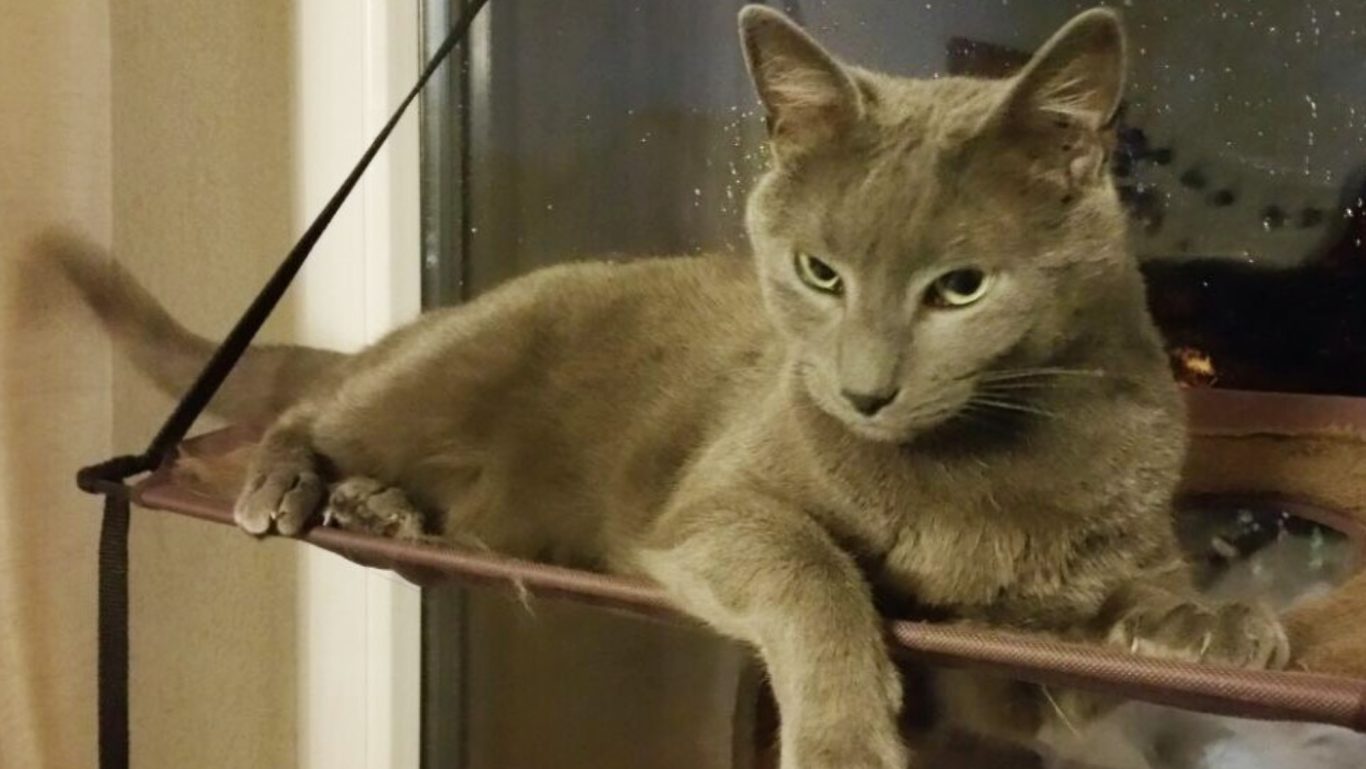 Katzenbetreuung · Immer schön den Überblick behalten Mobile Tierbetreuung mit Herz · Katzenbetreuung
