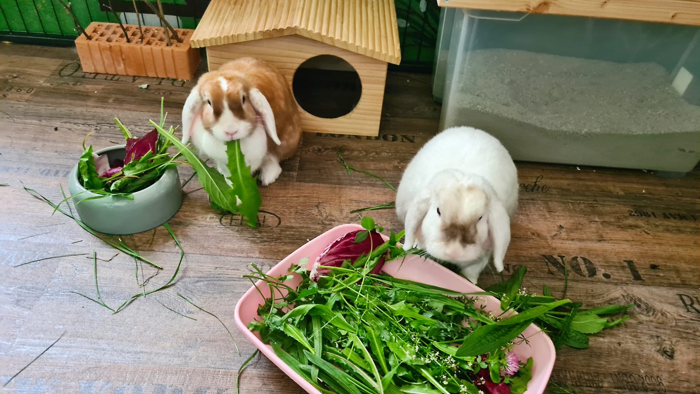 Kaninchen-Pension · Lecker Essen Mobile Tierbetreuung mit Herz · Kaninchenpension