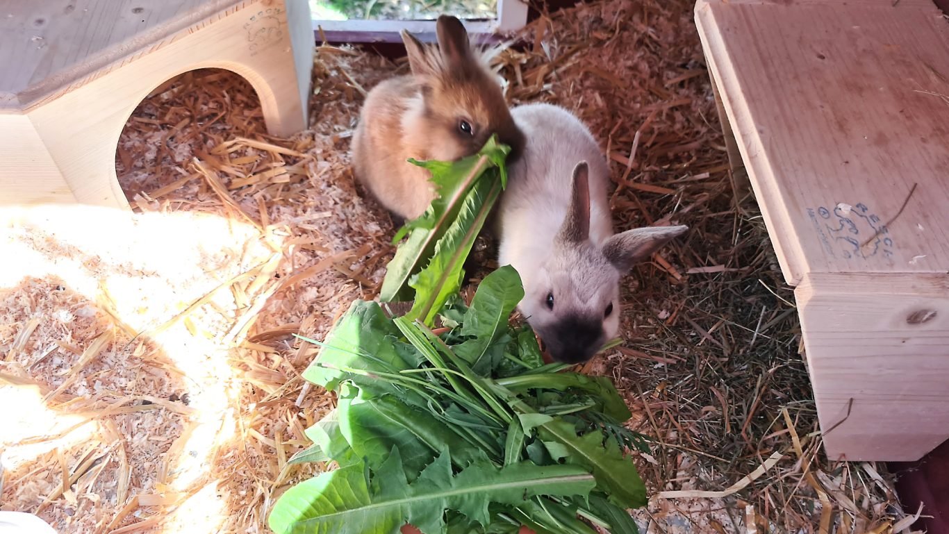 Kaninchen-Betreuung · Lecker Löwenzahn Mobile Tierbetreuung mit Herz · Kaninchenbetreuung