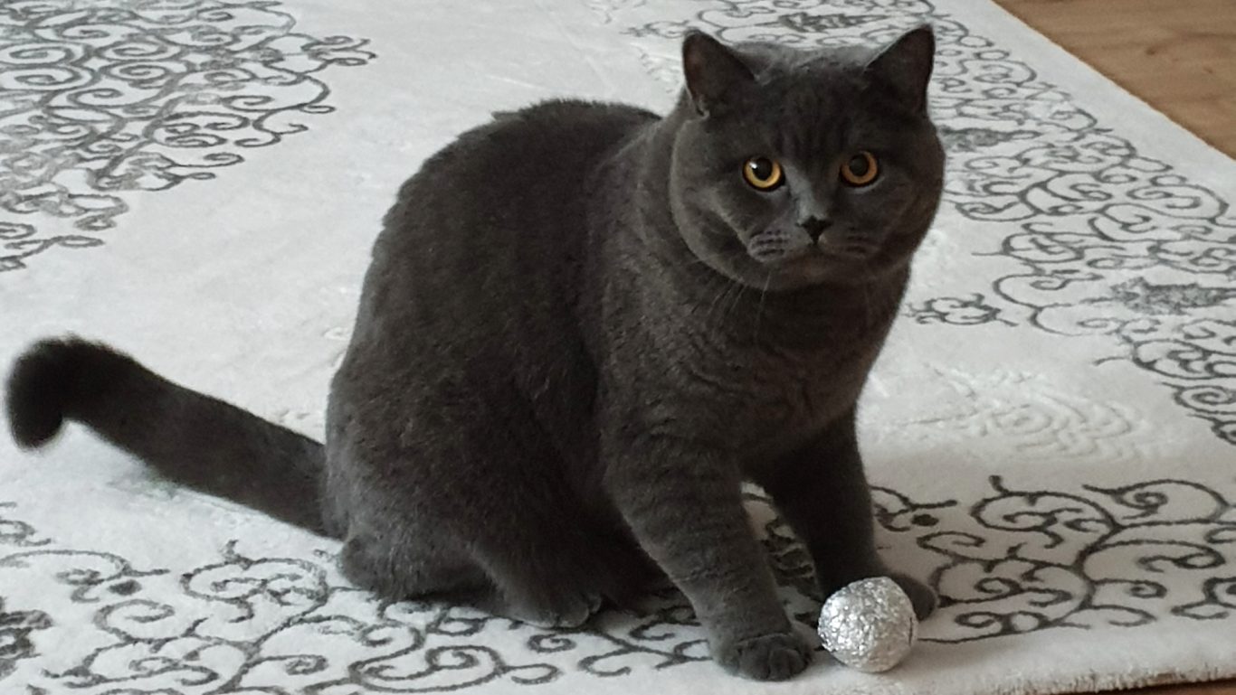 Katzenbetreuung · Warte auf den Anpfiff ⚽ Mobile Tierbetreuung mit Herz · Katzenbetreuung