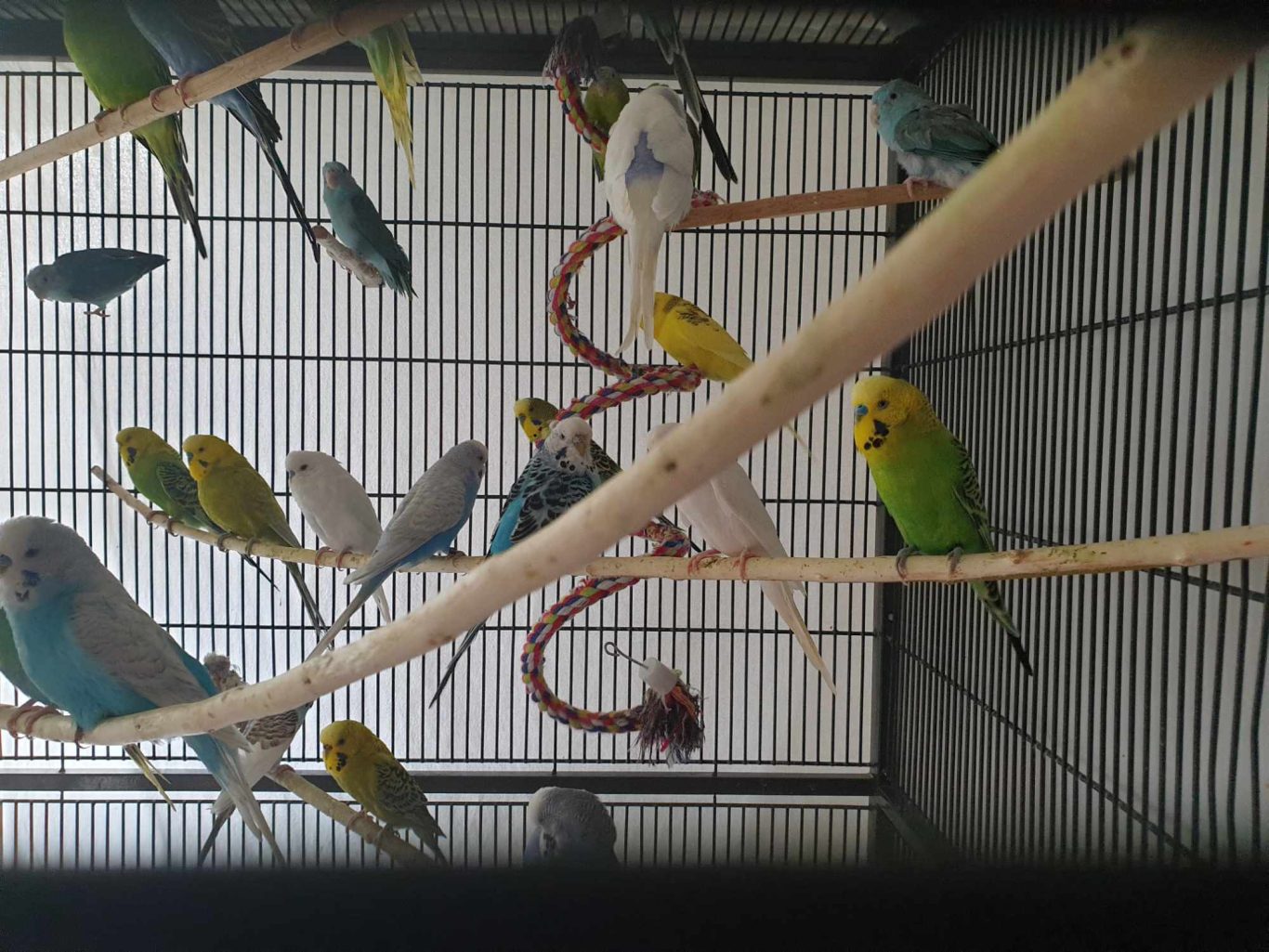 Betreuung von Wellensittiche Mobile Tierbetreuung mit Herz · Betreuung von Wellensittiche