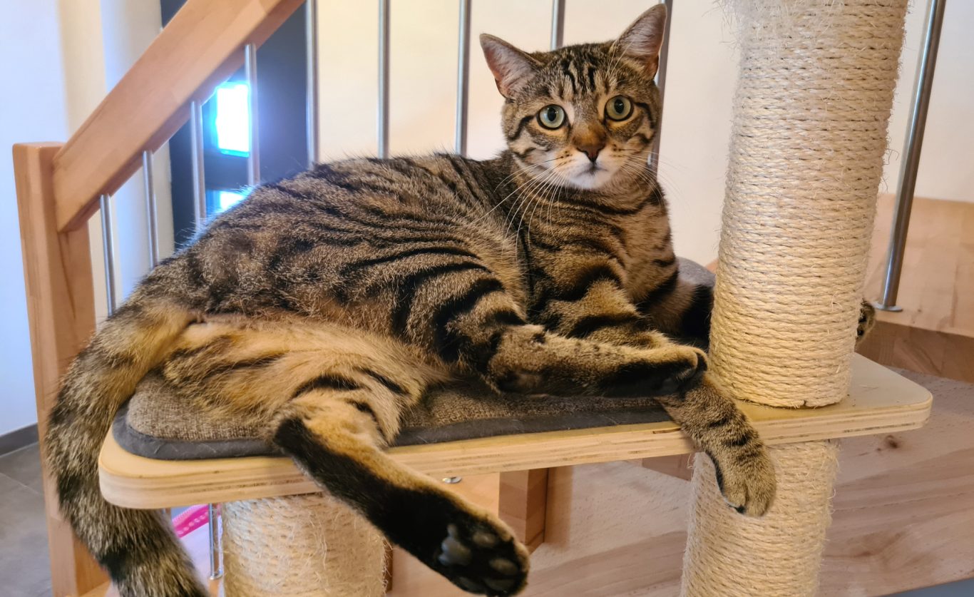 Katzenbetreuung · Tag entspannt angehen Mobile Tierbetreuung mit Herz · Katzenbetreuung