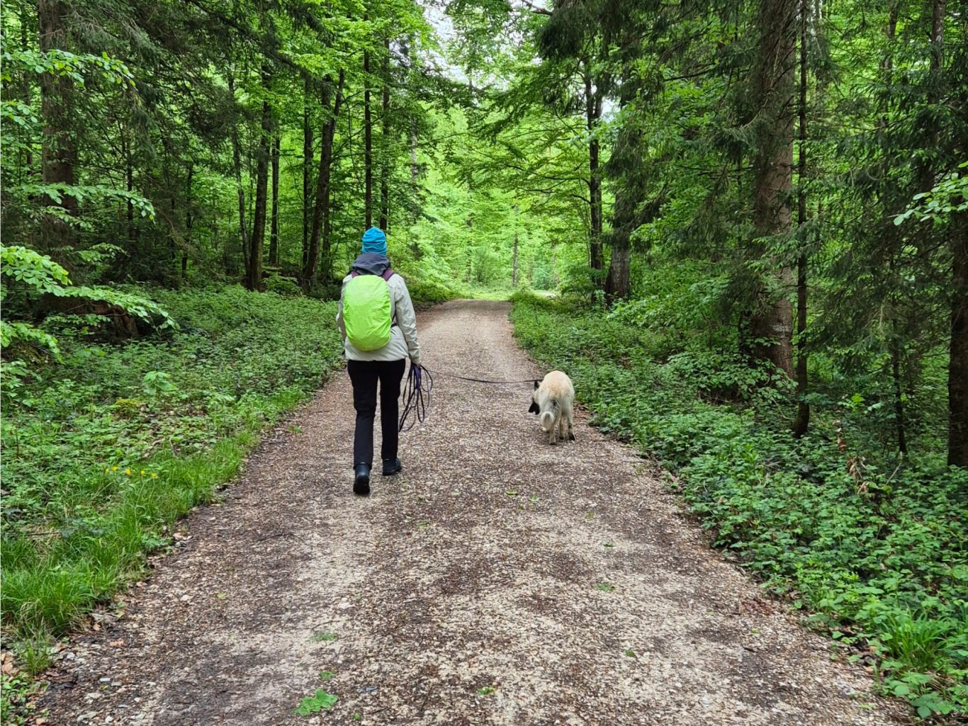 Waldspaziergang Sandra Kouba · Mobile Tierbetreuung mit Herz · Gassi-Service