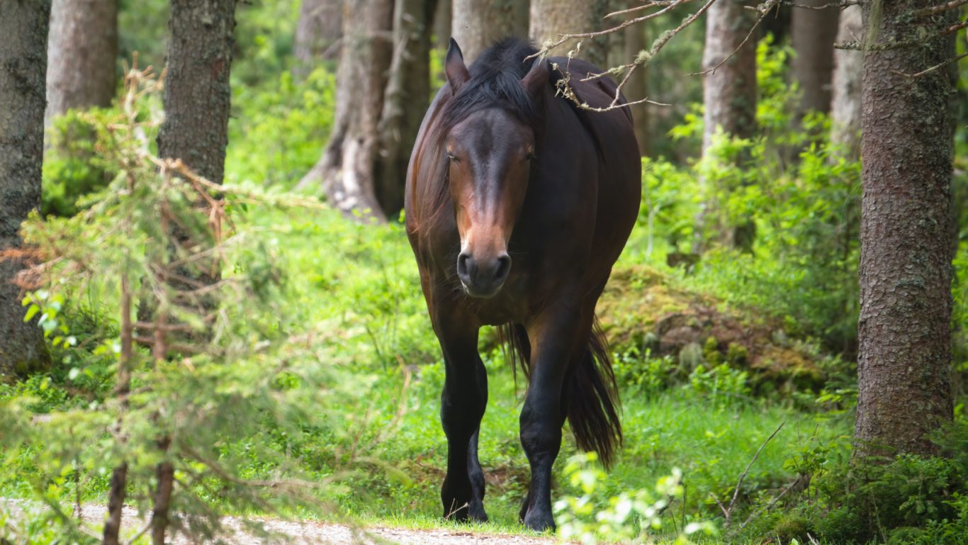 Bewegung freies Gelände Bewegung im freien Gelände