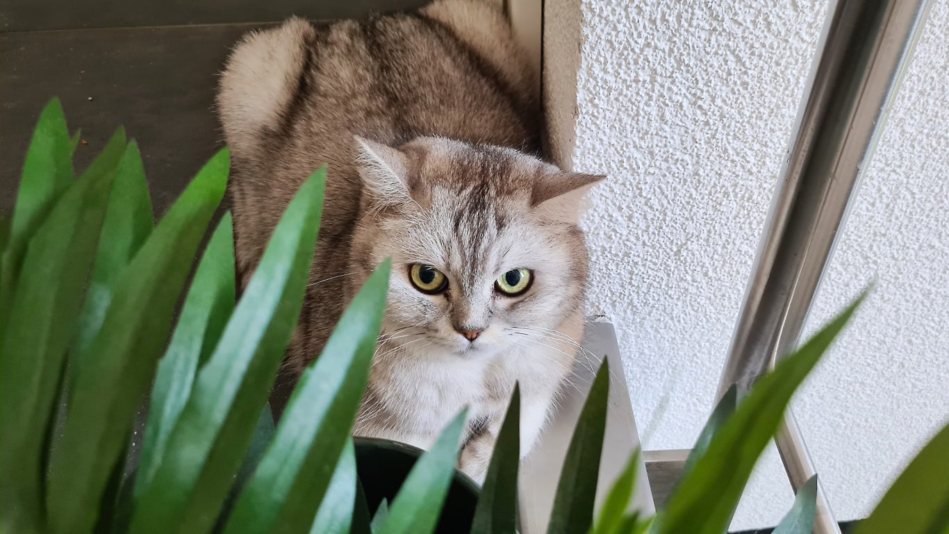 Katzenbetreuung · Bin ich nicht fotogen Mobile Tierbetreuung mit Herz · Katzenbetreuung