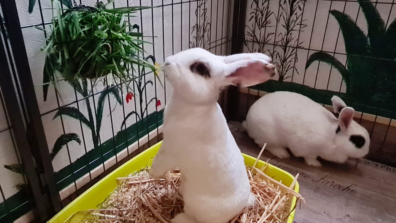 Kaninchen-Betreuung · Lecker Gras Mobile Tierbetreuung mit Herz · Kaninchenbetreuung