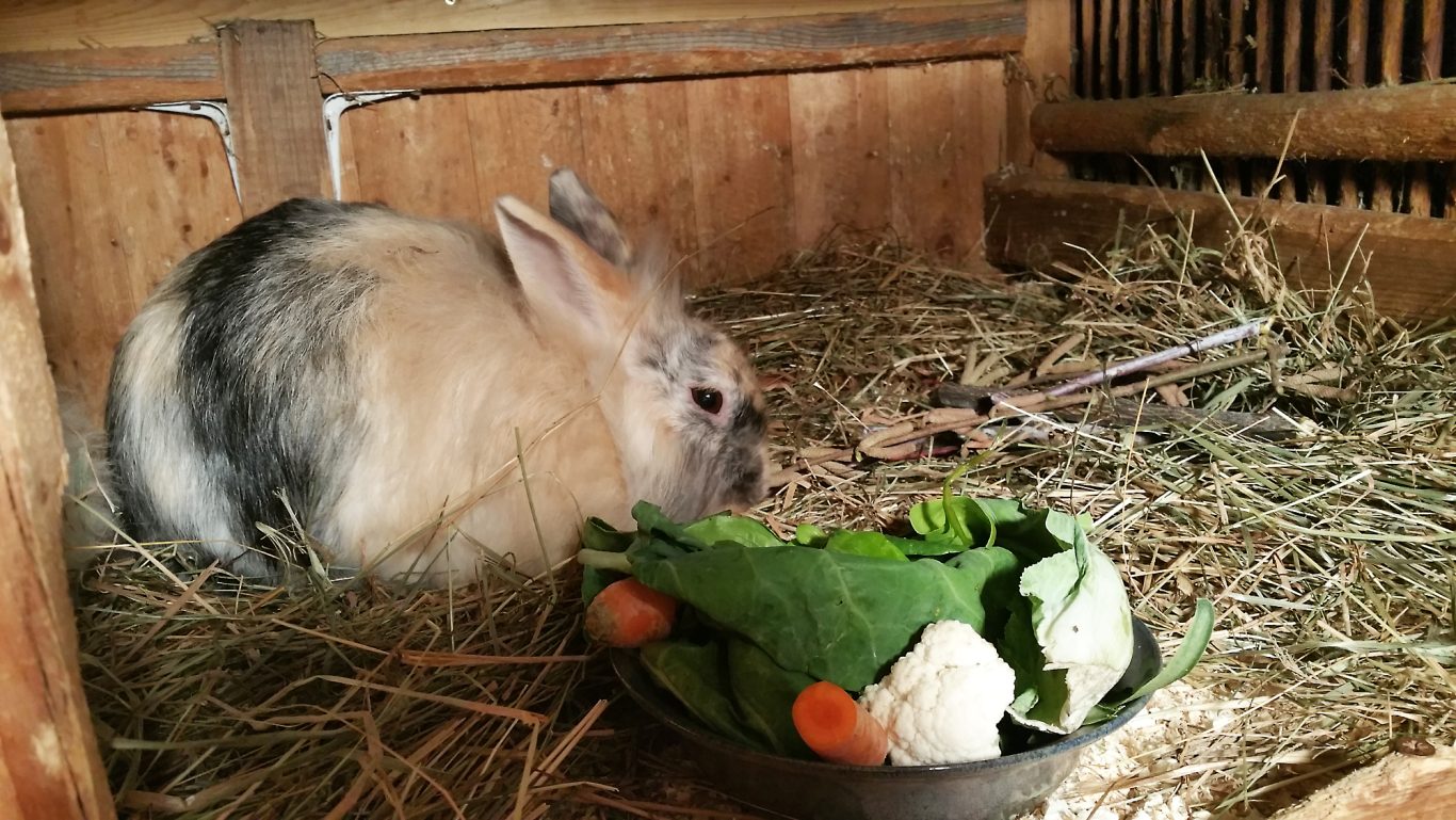 Kaninchen-Betreuung · Es ist angerichtet Mobile Tierbetreuung mit Herz · Kaninchenbetreuung