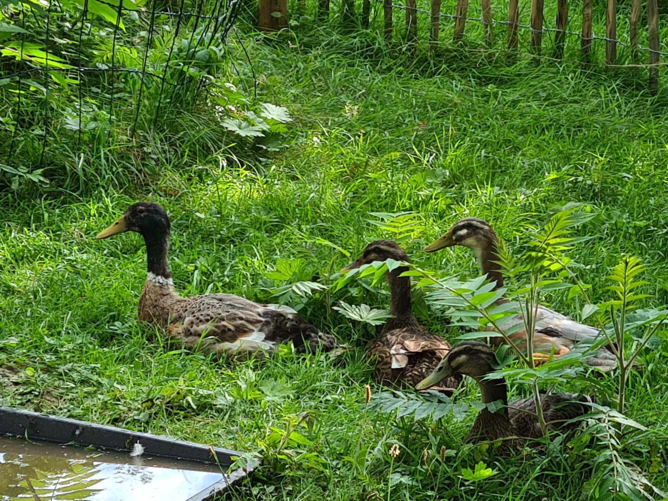 Betreuung von Laufenten Mobile Tierbetreuung mit Herz · Betreuung von Laufenten