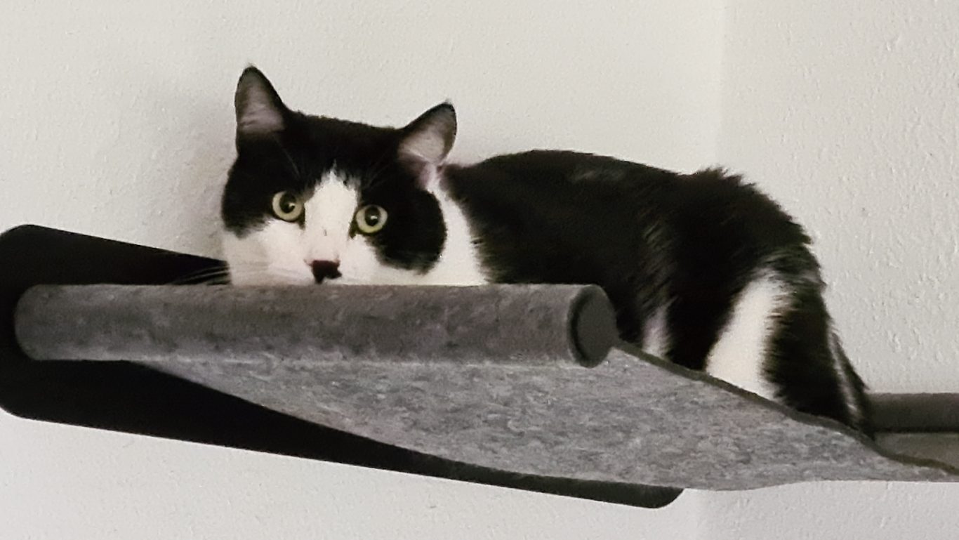Katzenbetreuung · Fliegender Teppich Mobile Tierbetreuung mit Herz · Katzenbetreuung