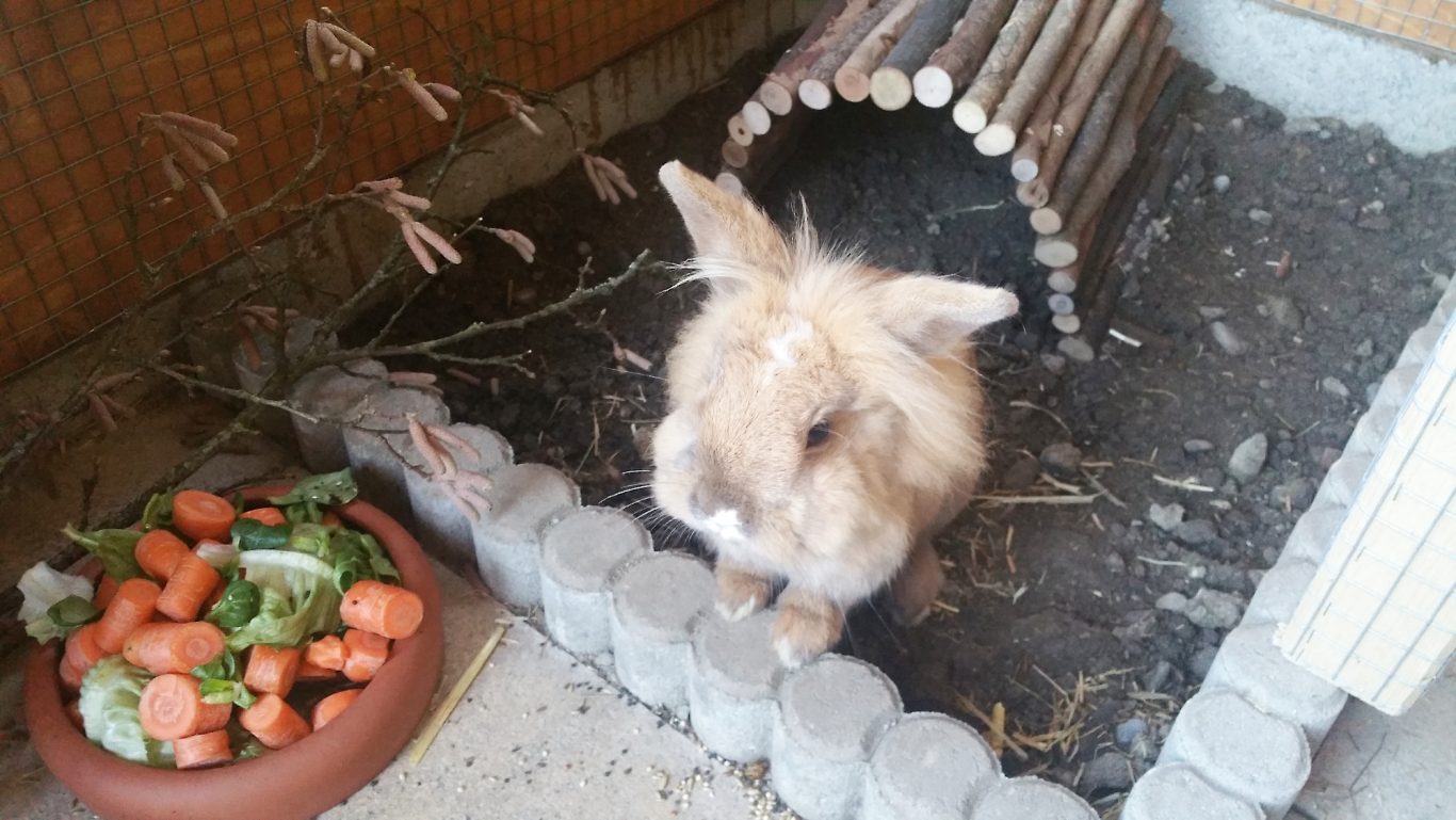 Kaninchen-Betreuung · Hier bin ich Mobile Tierbetreuung mit Herz · Kaninchenbetreuung