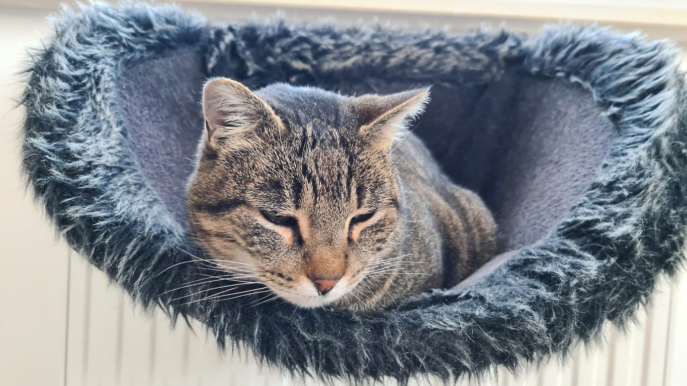 Katzenbetreuung · Bin noch nicht ganz wach Mobile Tierbetreuung mit Herz · Katzenbetreuung