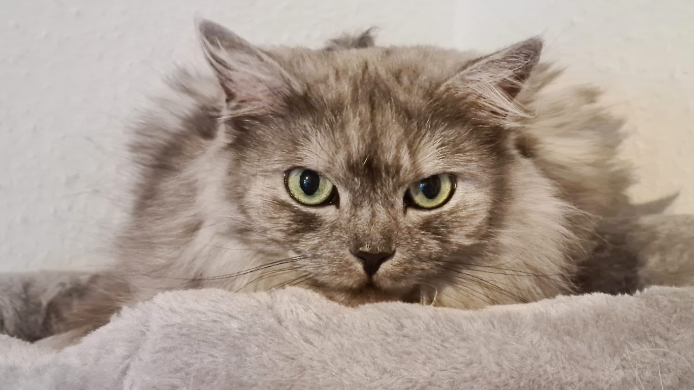 Katzenbetreuung · Wer kommt da schon wieder Mobile Tierbetreuung mit Herz · Katzenbetreuung