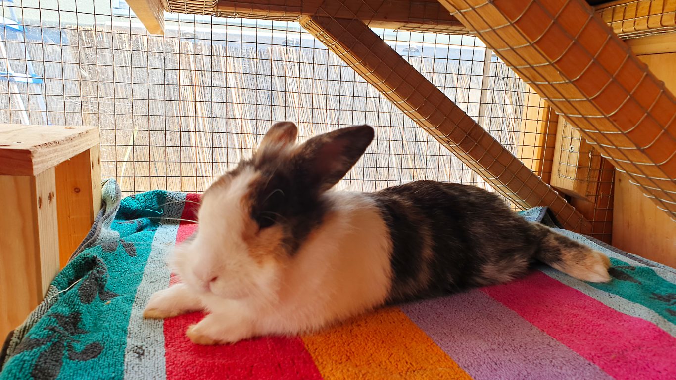 Kaninchen-Betreuung 04 Mobile Tierbetreuung mit Herz · Kaninchenbetreuung