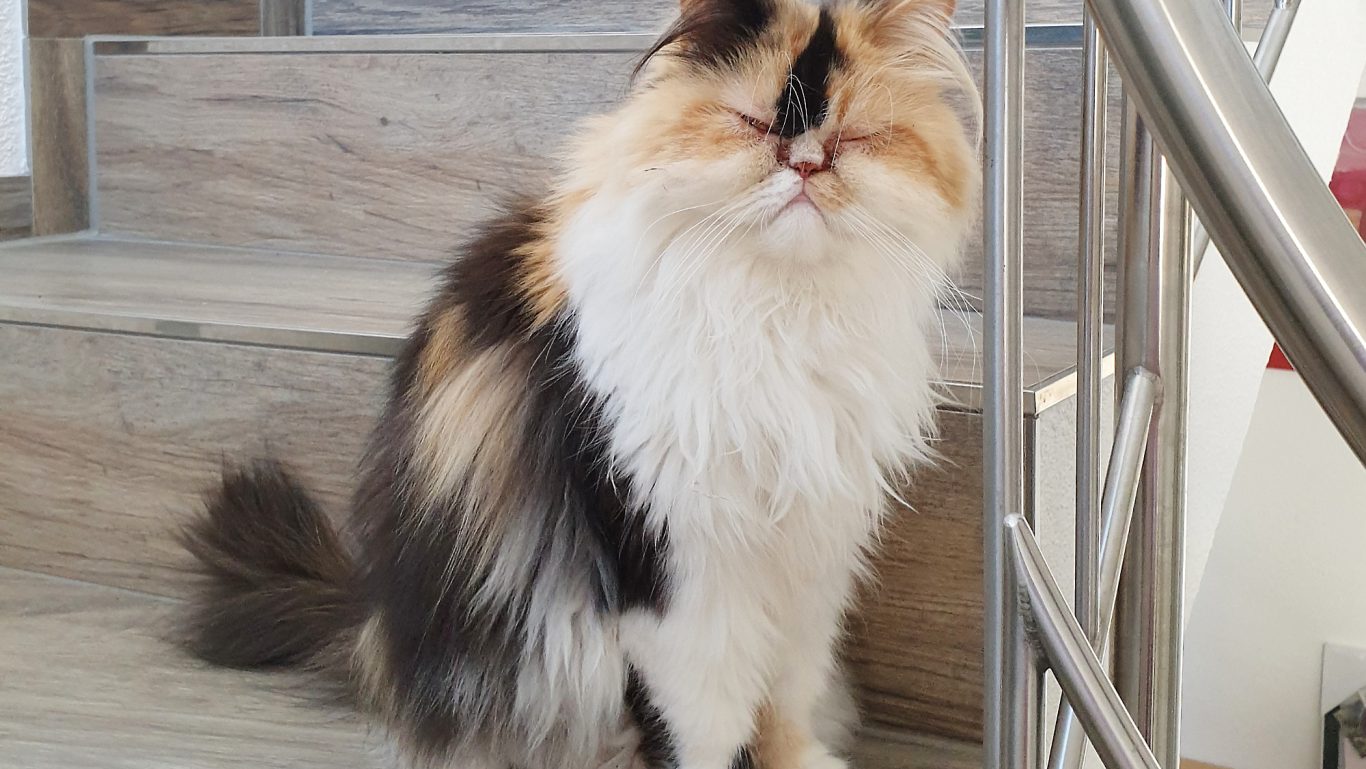 Katzenbetreuung · Immer wieder diese Fotos 🙈 Mobile Tierbetreuung mit Herz · Katzenbetreuung