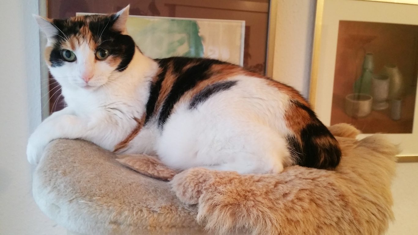 Katzenbetreuung · Das muss wohl die Neue sein. Mobile Tierbetreuung mit Herz · Katzenbetreuung