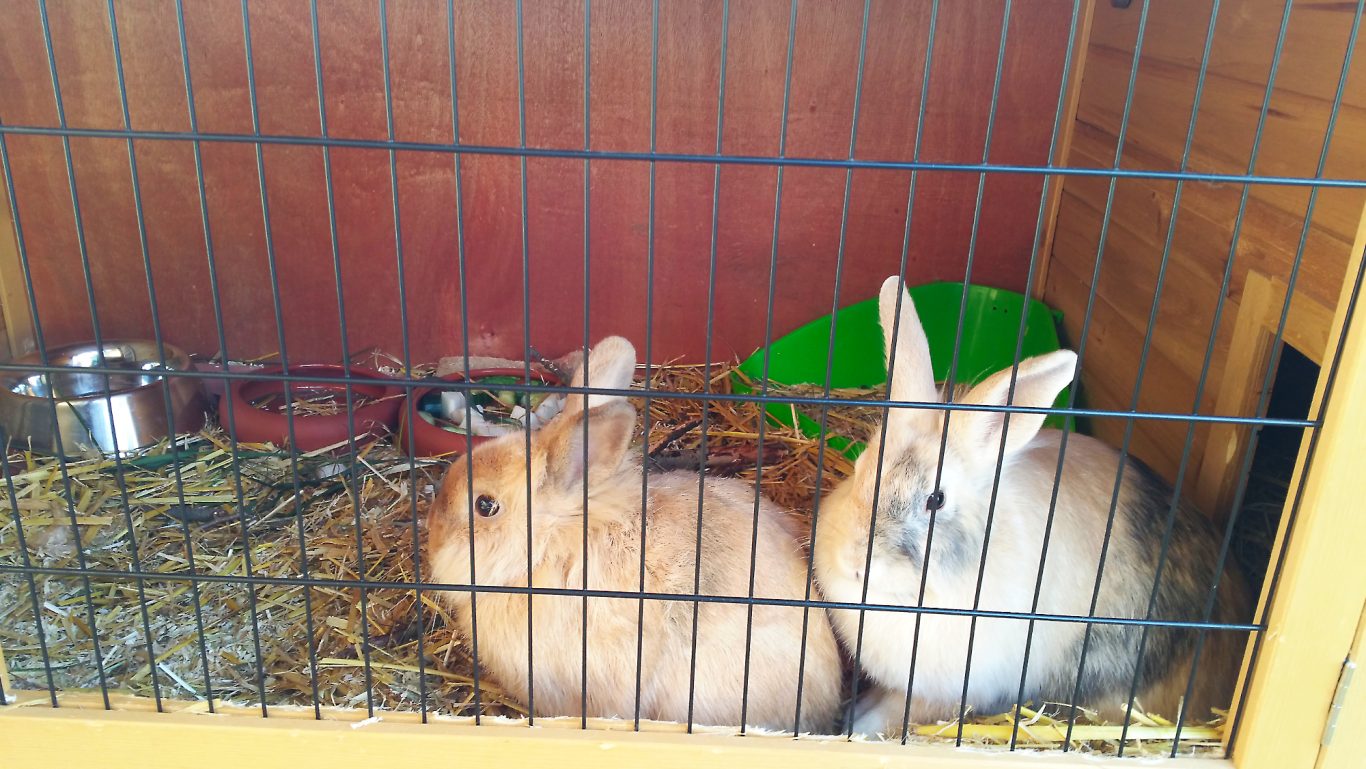Kaninchen-Betreuung · Hallo ihr Zwei Mobile Tierbetreuung mit Herz · Kaninchenbetreuung