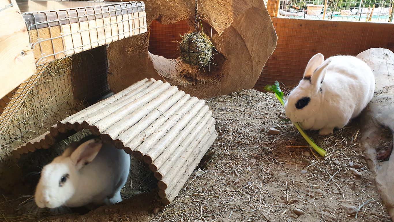 Kaninchen-Betreuung · Von unten komme ich hoch Mobile Tierbetreuung mit Herz · Kaninchenbetreuung